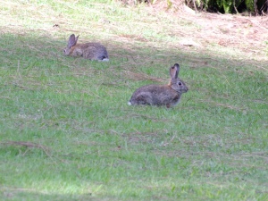 Late one afternoon, rabbits covered the lawns at Marsden House in San Diego at the upper end of Balboa Park.