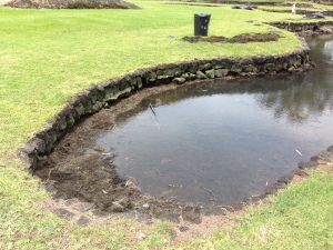 the pond edge after Keven from East Hawai`i Master Gardeners tackled the weeds  (photo by K.T. Cannon-Eger)
