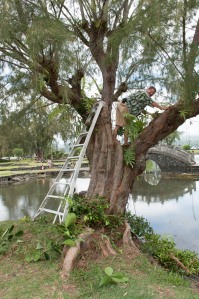 Master Gardener Keven removing Clusea and Ficus from an old ironwood (photo by Bill Eger)