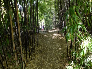 Here is an example of a properly thinned bamboo patch with a path through the middle.