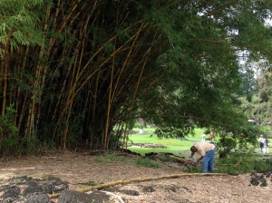 Meet at the bamboo thicket in Lili`uokalani Gardens for work and play Friday and Saturday, July 17 & 18