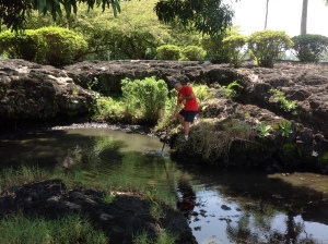 Wally Wong worked with Harvey Tajiri to clear this small section of the pond of invasive seaweed